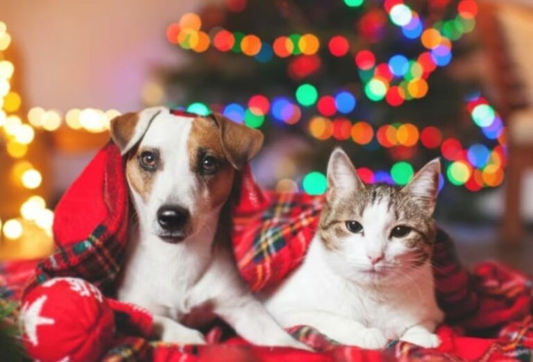 Dona una pappa a Natale - Associazione Amici del Cane di Latina