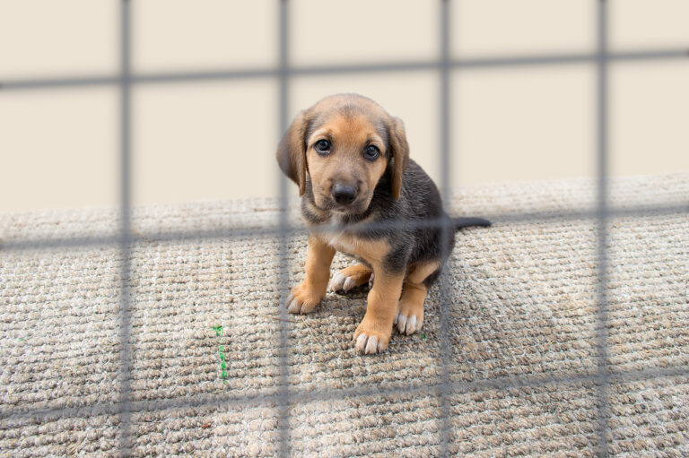 sad puppy in a kennel