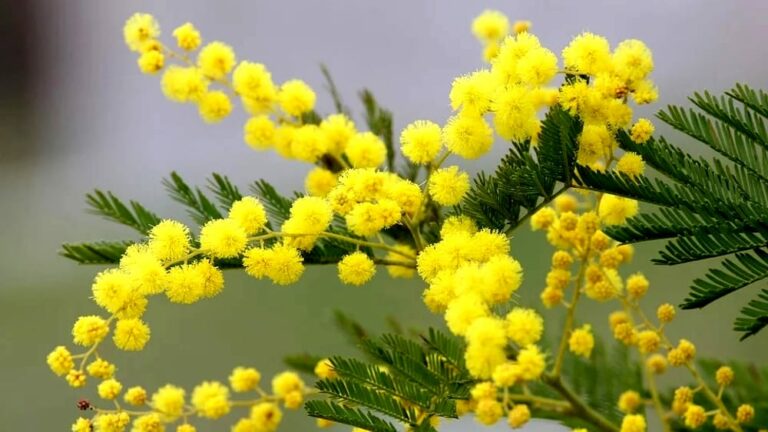 mimosa-fiore-giallo-primavera-2970960-2