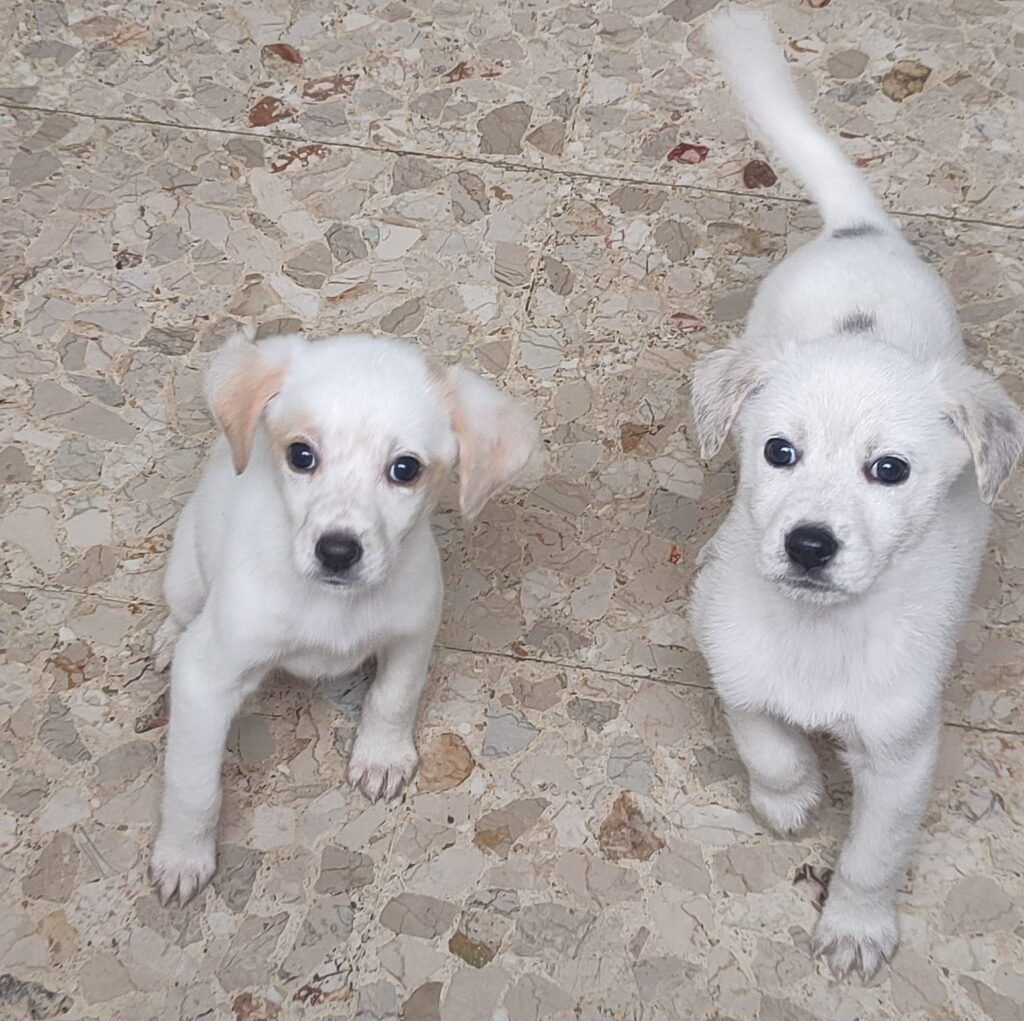 CANI DEL CANILE DI TERRACINA1