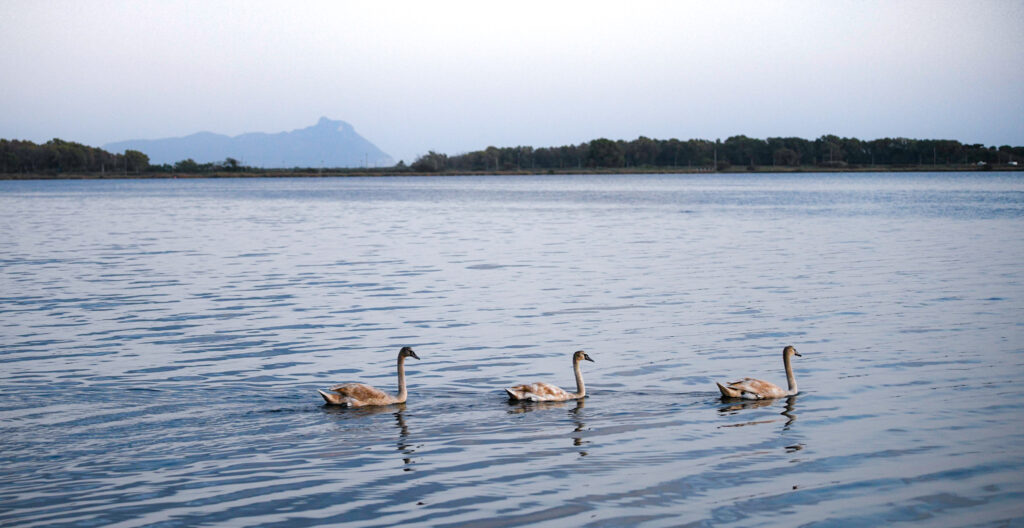 lago fogliano - foto di Andrea Apruzzese